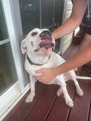 Illustration de l'article : Ce Pitbull abandonné est exemplaire pour gagner l’amour de ses sauveteurs