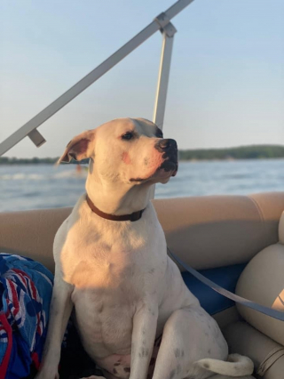 Illustration de l'article : Ce Pitbull abandonné est exemplaire pour gagner l’amour de ses sauveteurs