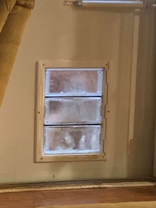 Illustration de l'article : Une chienne maligne fait semblant d’aller aux toilettes dehors pour gagner des friandises