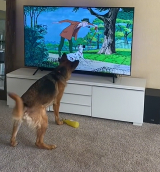 Illustration de l'article : Devant "Les 101 Dalmatiens", ce Berger Allemand ne peut pas résister à l’envie de se lever pour imiter son personnage favori (vidéo)