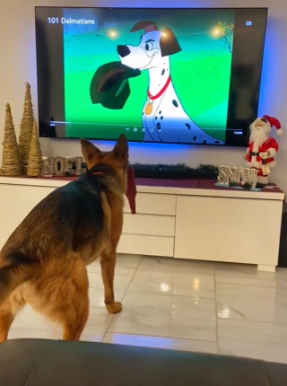 Illustration de l'article : Devant "Les 101 Dalmatiens", ce Berger Allemand ne peut pas résister à l’envie de se lever pour imiter son personnage favori (vidéo)
