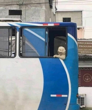 Illustration de l'article : 20 photos de chiens ayant décrété qu'il n'y a désormais ni limite ni règle à respecter