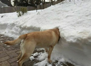 Illustration de l'article : 20 photos de chiens ayant décrété qu'il n'y a désormais ni limite ni règle à respecter