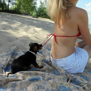 Illustration de l'article : 20 photos de chiens ayant décrété qu'il n'y a désormais ni limite ni règle à respecter