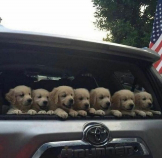 Illustration de l'article : 20 photos de chiens ayant décrété qu'il n'y a désormais ni limite ni règle à respecter