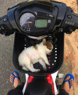 Illustration de l'article : 20 photos de chiens ayant décrété qu'il n'y a désormais ni limite ni règle à respecter