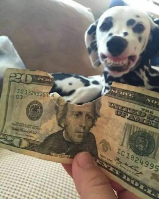 Illustration de l'article : 20 photos de chiens ayant décrété qu'il n'y a désormais ni limite ni règle à respecter