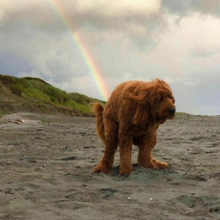 Illustration de l'article : 20 photos de chiens ayant décrété qu'il n'y a désormais ni limite ni règle à respecter