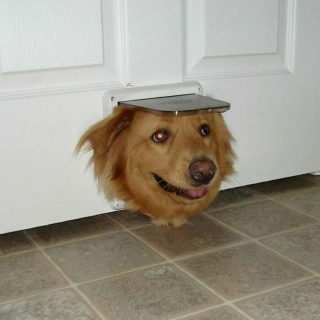 Illustration de l'article : 20 photos de chiens ayant décrété qu'il n'y a désormais ni limite ni règle à respecter