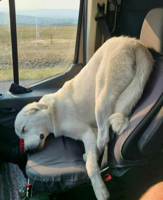 Illustration de l'article : 20 photos de chiens ayant décrété qu'il n'y a désormais ni limite ni règle à respecter