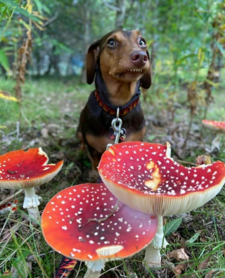 Illustration de l'article : 20 photos de chiens ayant décrété qu'il n'y a désormais ni limite ni règle à respecter