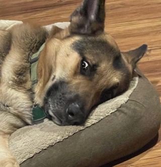 Illustration de l'article : 9 chiens dont les sentiments et émotions du moment se lisent clairement sur leur visage