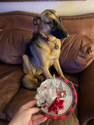 Illustration de l'article : 9 chiens dont les sentiments et émotions du moment se lisent clairement sur leur visage