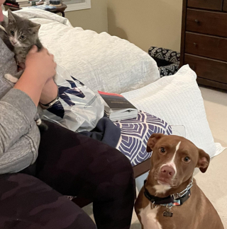 Illustration de l'article : 9 chiens dont les sentiments et émotions du moment se lisent clairement sur leur visage