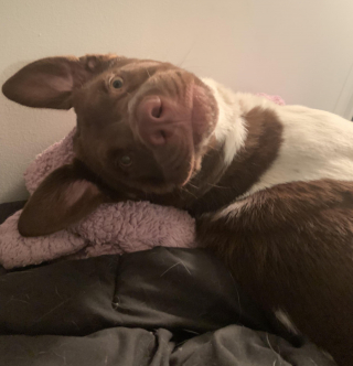 Illustration de l'article : 9 chiens dont les sentiments et émotions du moment se lisent clairement sur leur visage