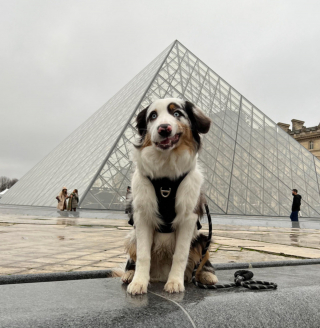 Illustration de l'article : 9 chiens dont les sentiments et émotions du moment se lisent clairement sur leur visage