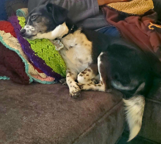 Illustration de l'article : 9 chiens dont les sentiments et émotions du moment se lisent clairement sur leur visage