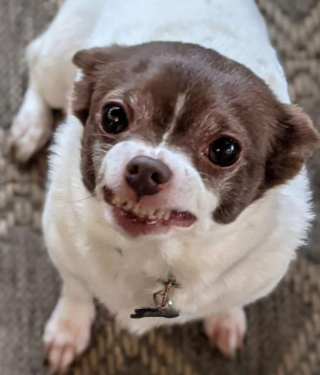 Illustration de l'article : 9 chiens dont les sentiments et émotions du moment se lisent clairement sur leur visage