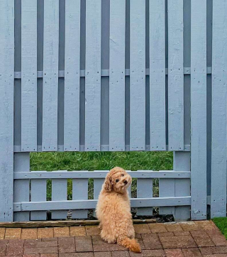Illustration de l'article : Un chien curieux est le plus heureux lorsque ses propriétaires lui construisent une fenêtre dans la clôture du jardin