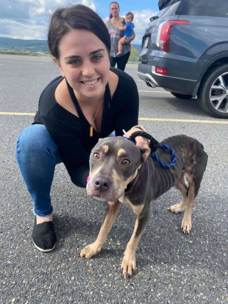 Illustration de l'article : Alors qu’elle fait le ménage dans une maison laissée à l’abandon, une femme découvre une chienne squelettique enfermée dans le grenier