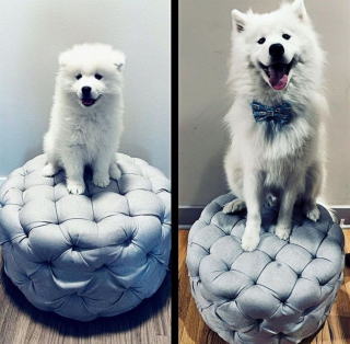 Illustration de l'article : 10 photos avant/après d'adorables chiots devenus de superbes et imposants chiens adultes