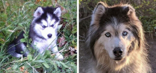 Illustration de l'article : 10 photos avant/après d'adorables chiots devenus de superbes et imposants chiens adultes