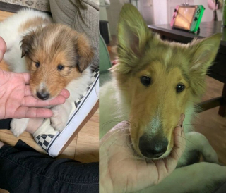 Illustration de l'article : 10 photos avant/après d'adorables chiots devenus de superbes et imposants chiens adultes