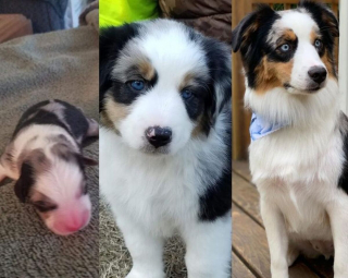 Illustration de l'article : 10 photos avant/après d'adorables chiots devenus de superbes et imposants chiens adultes