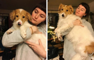 Illustration de l'article : 10 photos avant/après d'adorables chiots devenus de superbes et imposants chiens adultes