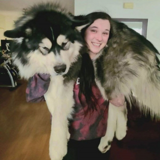 Illustration de l'article : 10 photos avant/après d'adorables chiots devenus de superbes et imposants chiens adultes