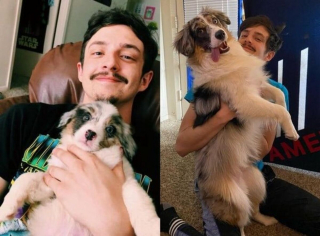 Illustration de l'article : 10 photos avant/après d'adorables chiots devenus de superbes et imposants chiens adultes