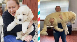 Illustration de l'article : 10 photos avant/après d'adorables chiots devenus de superbes et imposants chiens adultes