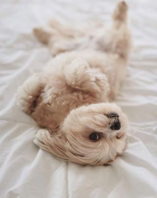 Illustration de l'article : 13 photos adorables de chiens qui n'attendent que vos caresses sur leur ventre