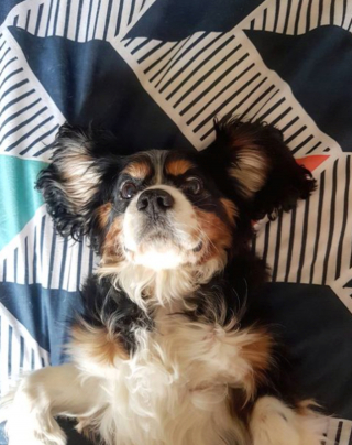 Illustration de l'article : 13 photos adorables de chiens qui n'attendent que vos caresses sur leur ventre