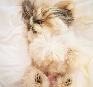 Illustration de l'article : 13 photos adorables de chiens qui n'attendent que vos caresses sur leur ventre