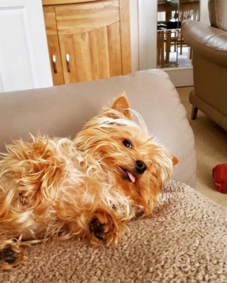 Illustration de l'article : 13 photos adorables de chiens qui n'attendent que vos caresses sur leur ventre