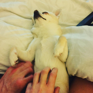 Illustration de l'article : 13 photos adorables de chiens qui n'attendent que vos caresses sur leur ventre