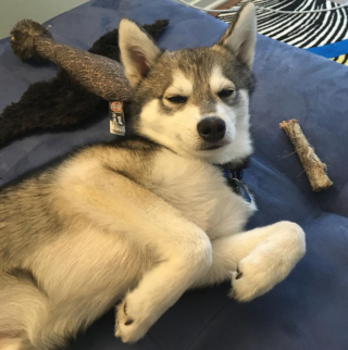 Illustration de l'article : 13 photos adorables de chiens qui n'attendent que vos caresses sur leur ventre