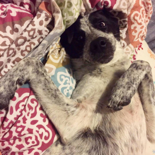 Illustration de l'article : 13 photos adorables de chiens qui n'attendent que vos caresses sur leur ventre