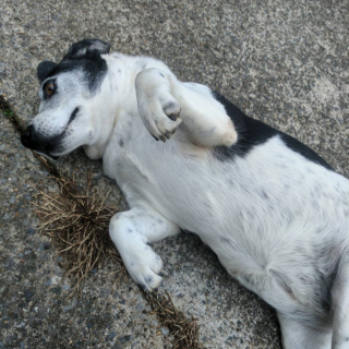 Illustration de l'article : 13 photos adorables de chiens qui n'attendent que vos caresses sur leur ventre