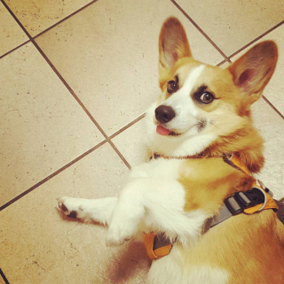 Illustration de l'article : 13 photos adorables de chiens qui n'attendent que vos caresses sur leur ventre