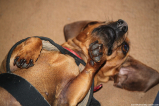 Illustration de l'article : 13 photos adorables de chiens qui n'attendent que vos caresses sur leur ventre