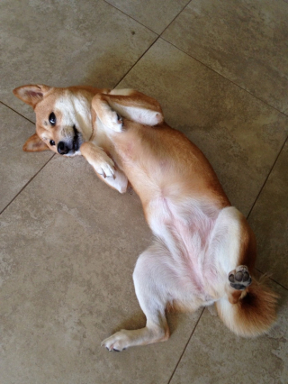 Illustration de l'article : 13 photos adorables de chiens qui n'attendent que vos caresses sur leur ventre