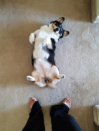 Illustration de l'article : 13 photos adorables de chiens qui n'attendent que vos caresses sur leur ventre