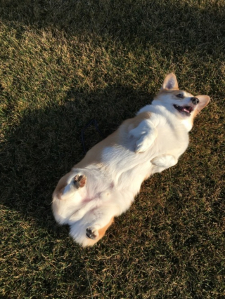 Illustration de l'article : 13 photos adorables de chiens qui n'attendent que vos caresses sur leur ventre