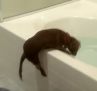 Illustration de l'article : Vidéo : 2 Teckels sont fous de joie quand leur propriétaire leur propose de prendre un bain !