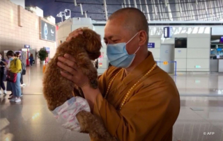 Illustration de l'article : Un moine bouddhiste sauve des milliers d’animaux errants d’une mort certaine