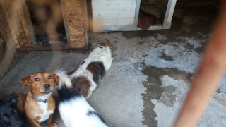 Illustration de l'article : Ce chien aveugle et négligé découvre le bonheur après avoir a été retrouvé dans une maison délabrée