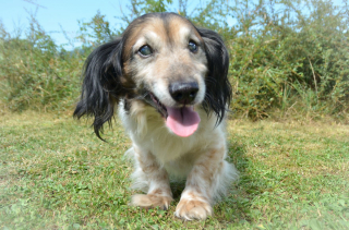 Illustration de l'article : Ce chien aveugle et négligé découvre le bonheur après avoir a été retrouvé dans une maison délabrée