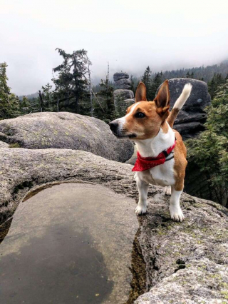 Illustration de l'article : Un Golden Retriever tombe dans un trou et est retrouvé un mois plus tard par un Jack Russell Terrier !
